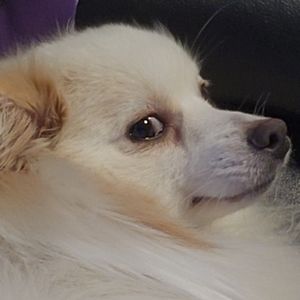 Meet your Posher, Rylee